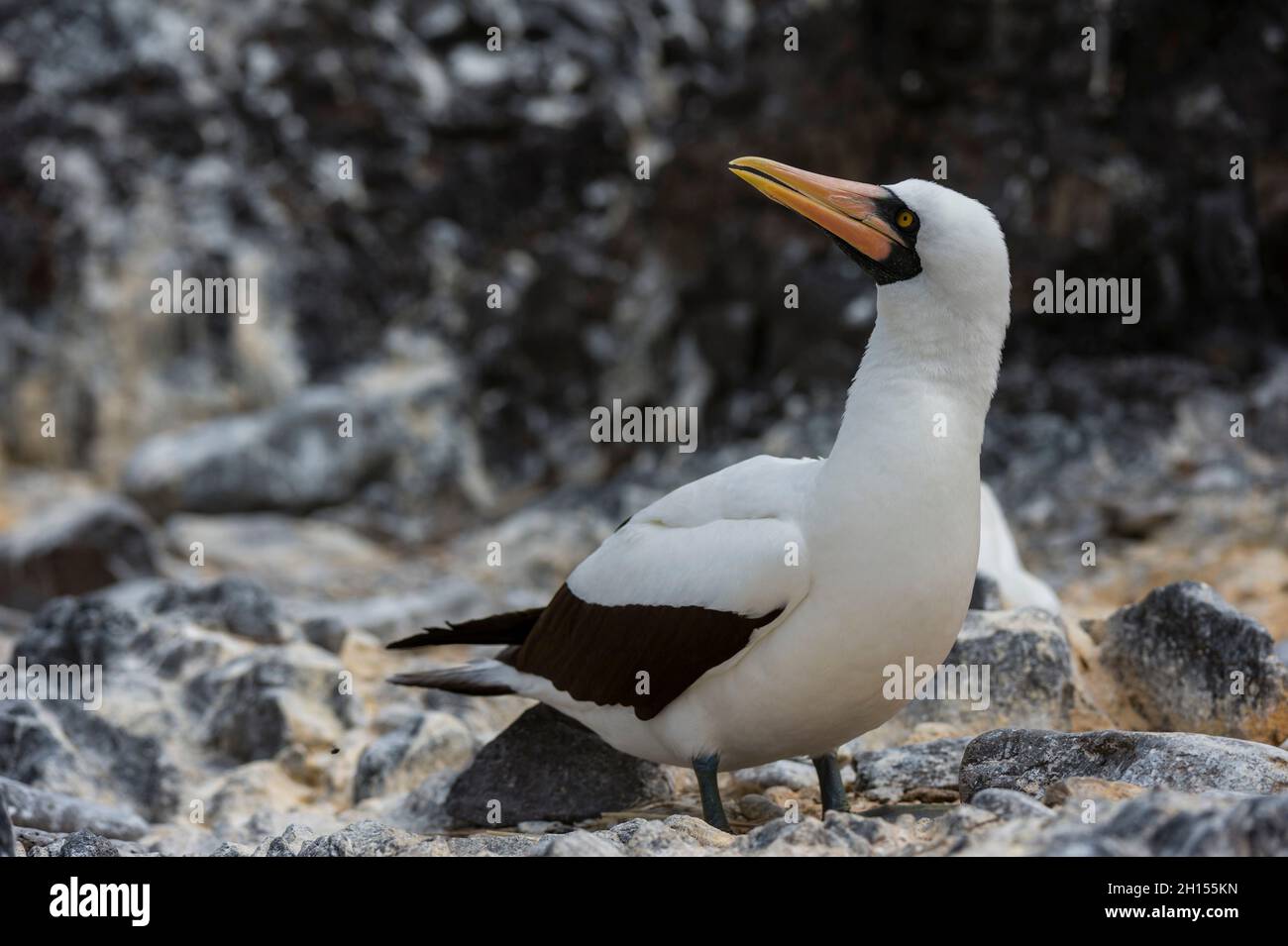 Porträt einer Nazca-Booby, Sula dactylatra granti, auch als maskierte Booby bekannt. Espanola Island, Galapagos, Ecuador Stockfoto