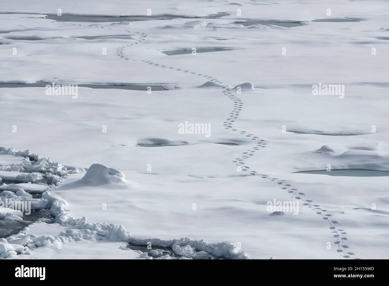 Arctic Pack Eis nördlich von Spitzbergen mit den Fußabdrücken eines Eisbären, der Spuren im Schnee hinterlässt. Spitzbergen, Norwegen Stockfoto