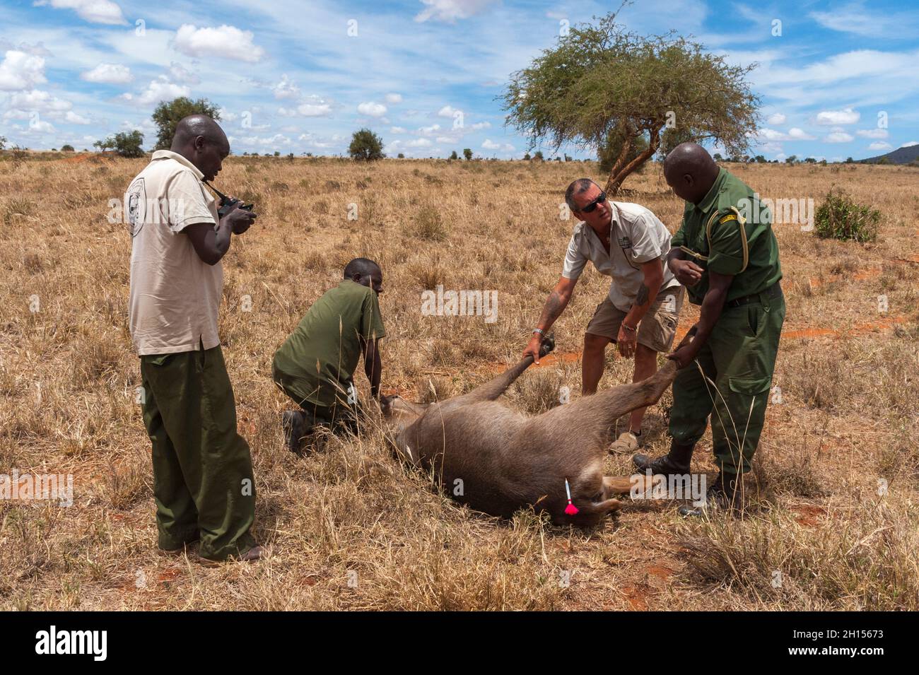 Ein verwundete Wasserbock wird von der mobilen Veterinärstation Kenya Wildlife Services behandelt. Voi, Kenia. Stockfoto