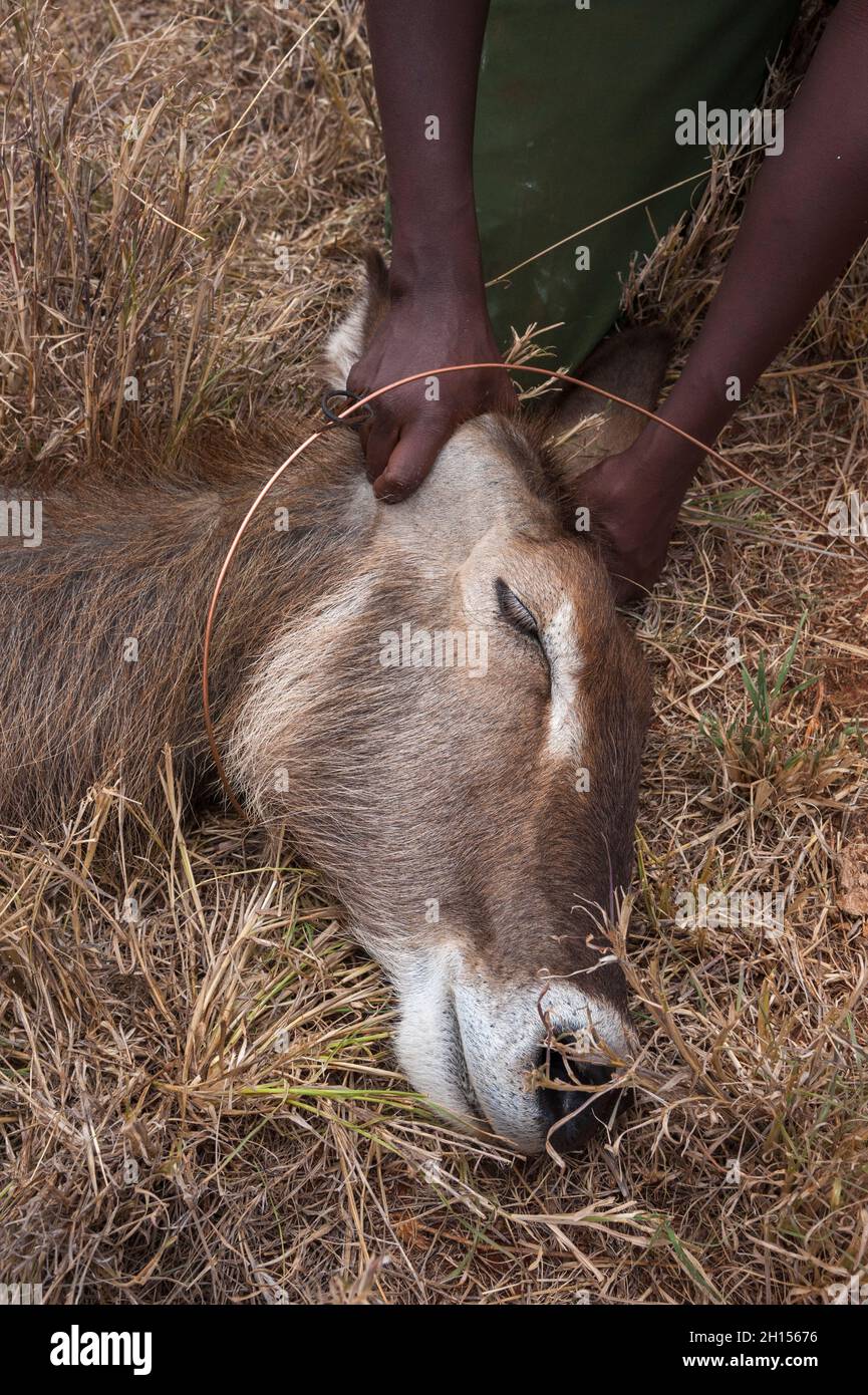 Ein verwundete Wasserbock wird von der mobilen Veterinärstation Kenya Wildlife Services behandelt. Voi, Kenia. Stockfoto