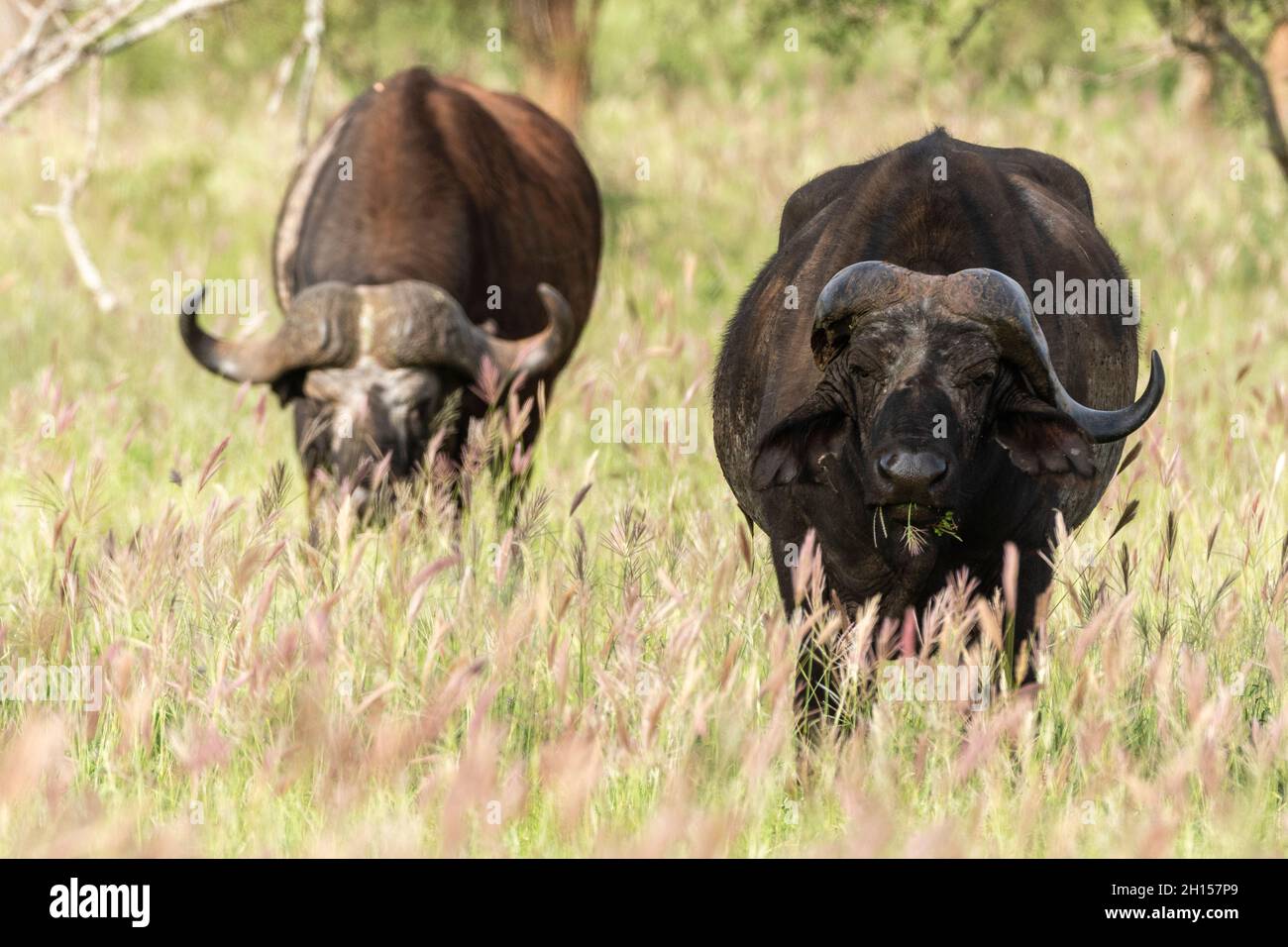 Zwei afrikanische Büffel, Syncerus Caffer, grasen, einer mit gebrochenem Horn. Voi, Tsavo, Kenia Stockfoto