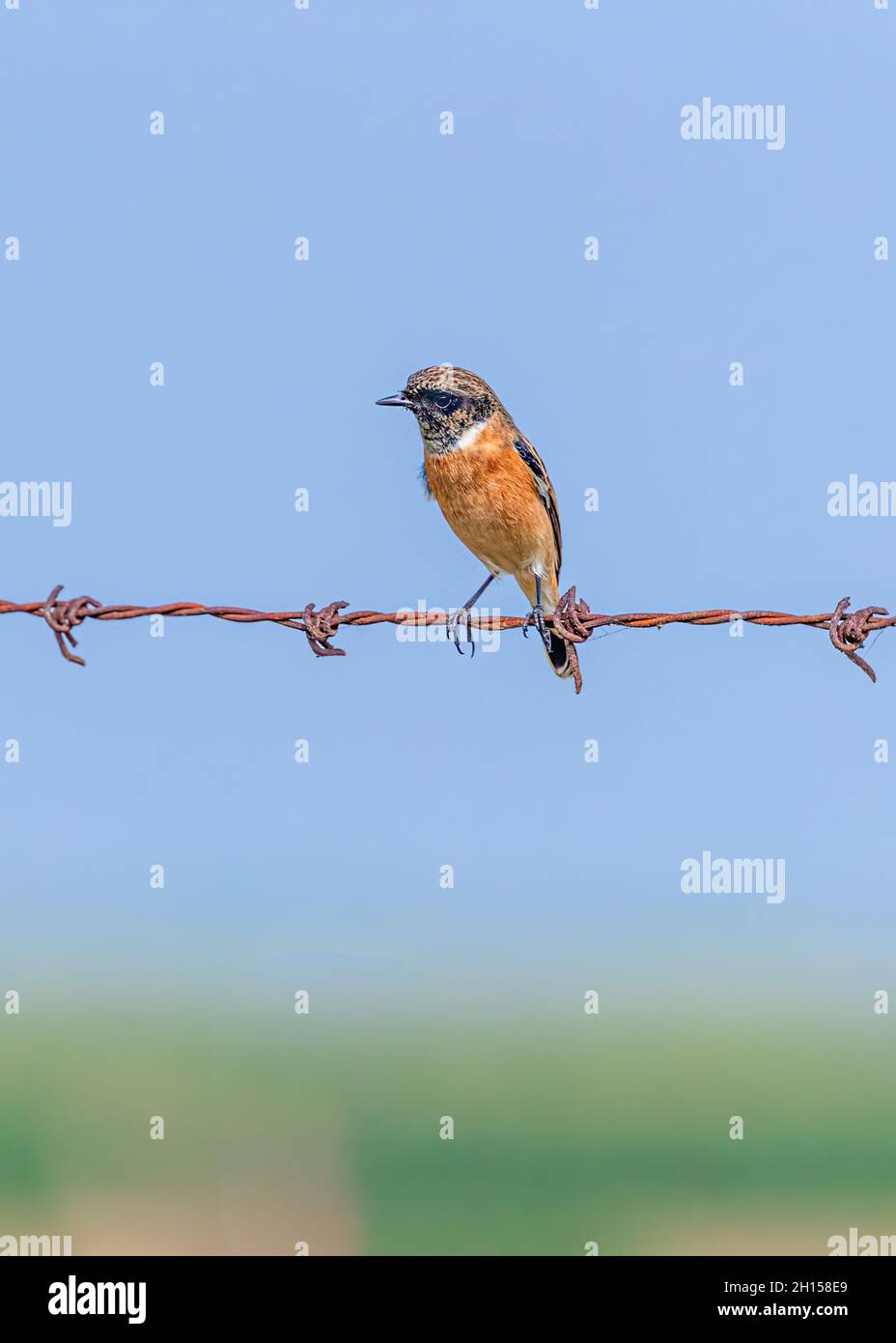 Sibirischer Stein-Chat mit Blick auf einen Draht und auf der Suche nach Nahrung Stockfoto