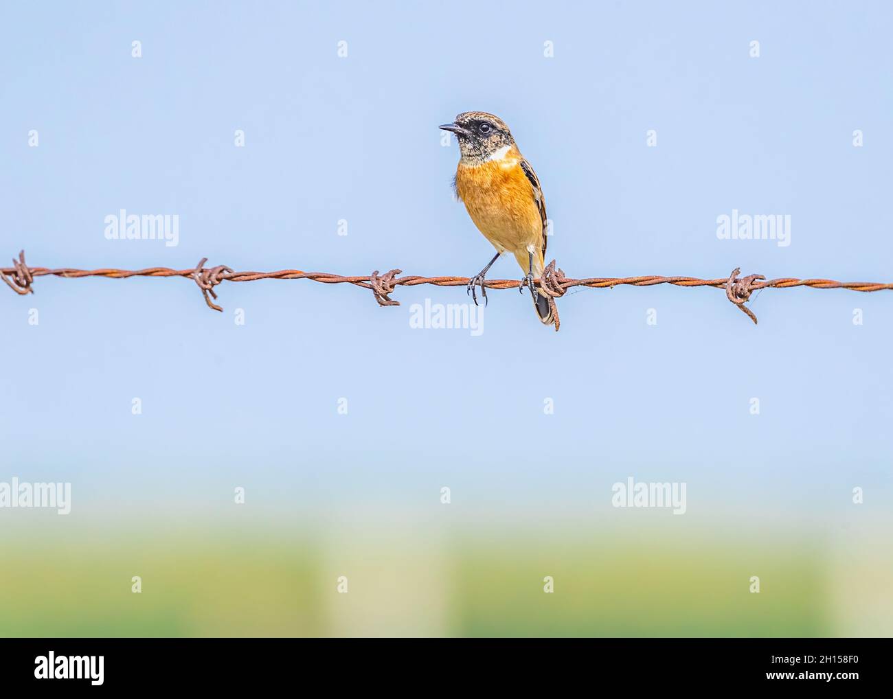 Sibirischer Stein-Chat beim Blick in die Kamera, während er auf einem Draht im Feld sitzt Stockfoto