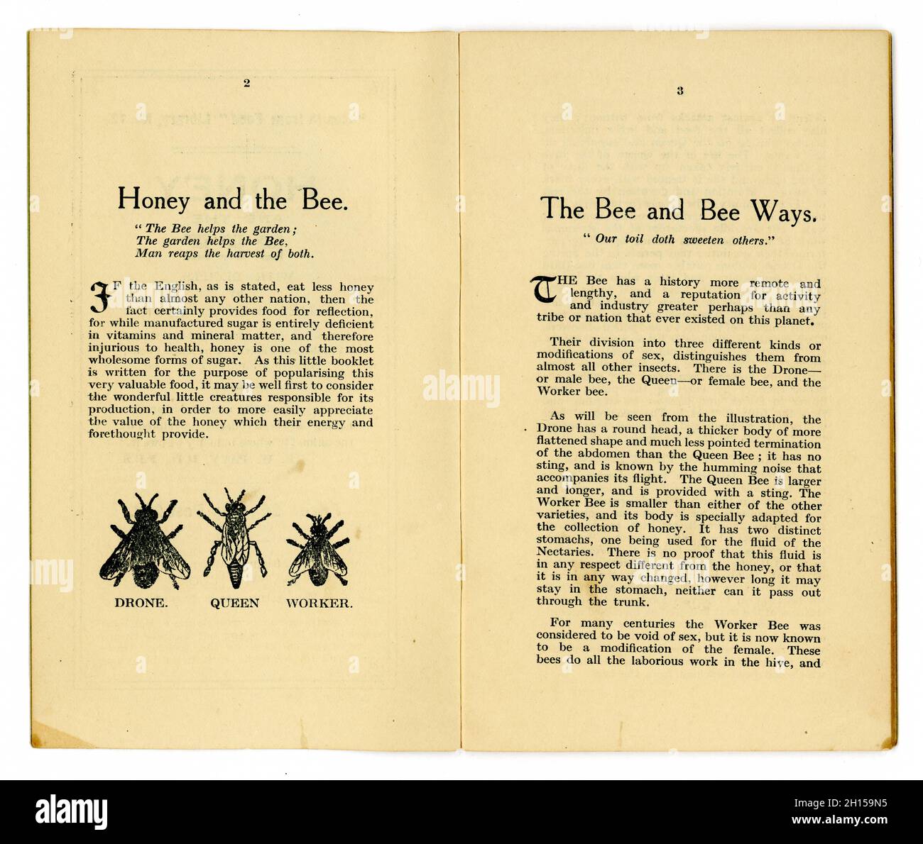 Auf der Innenseite der Originalbroschüre „gesundes Essen“ aus den 1920er Jahren aus der „Health from Food“-Bibliothek (Nr. 12), die von dem berühmten Autor für Lebensmittelgesundheit der damaligen Zeit und Besitzer des ersten Reformhauses - James Henry Cook - stammt, enthält diese in der Serie „Honey and the Bee“ Rezepte mit Honig, Veröffentlicht in Birmingham, England, vom 1927 Stockfoto