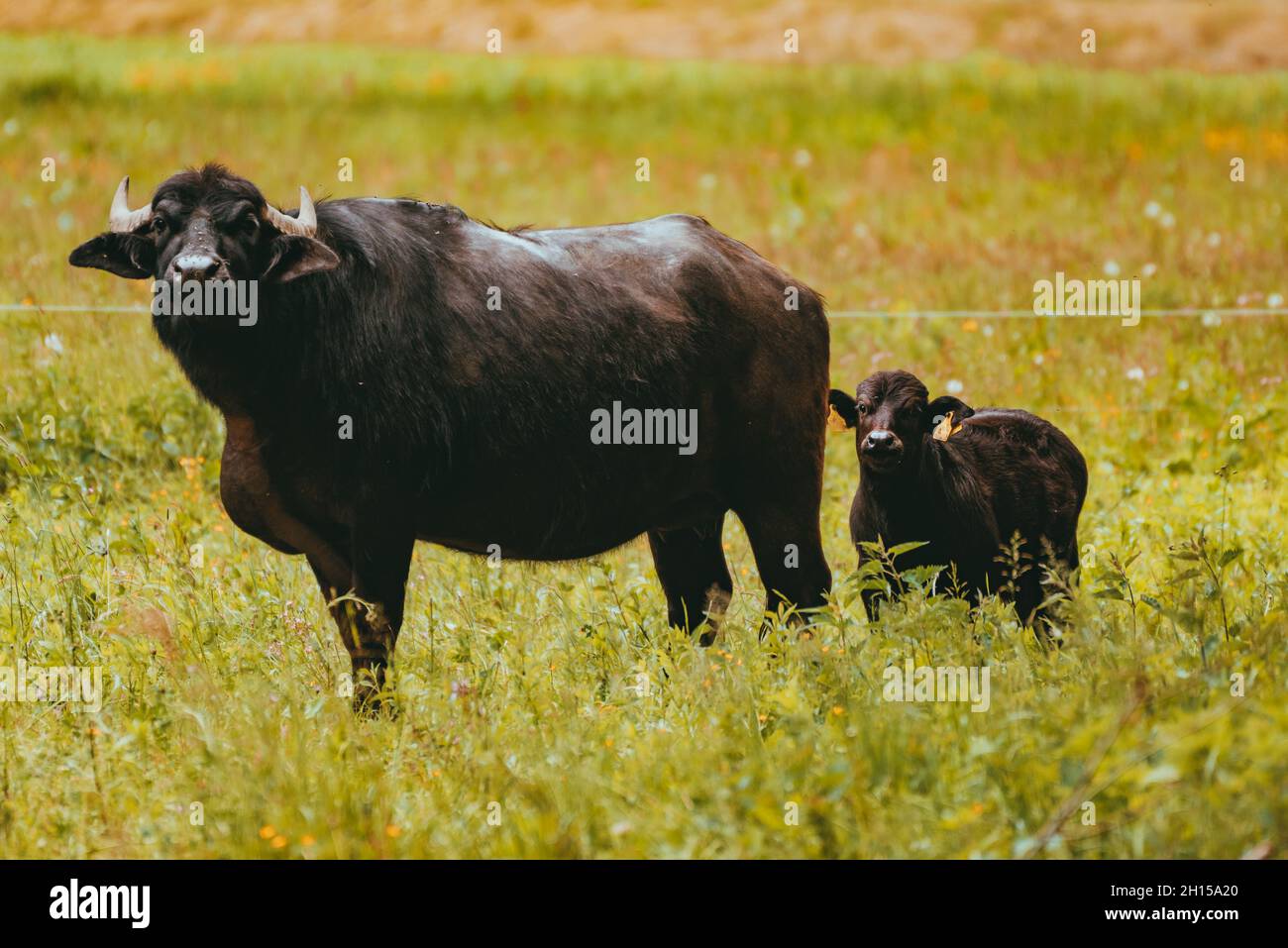 Schwarzwasserbüffel grasen auf einer Wiese Stockfoto