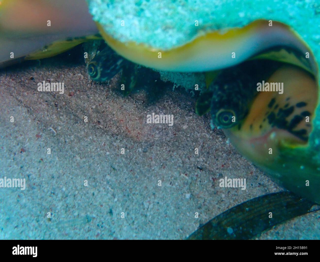 Nahaufnahme einer Königinnenkonche auf dem Meeresboden unter dem Meer Stockfoto