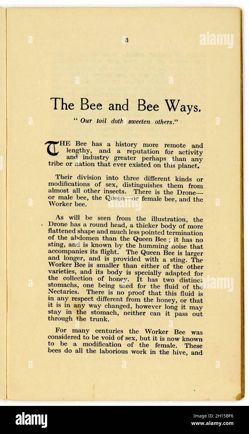Innenseite des ursprünglichen Heftchens für gesunde Ernährung aus den 1920er Jahren - Titel: The Bee and Bee Ways, aus der Bibliothek Health from Food (Nr. 12), Vom berühmten Lebensmitteljournalist der damaligen Zeit und Besitzer des ersten Reformhauses - James Henry Cook - enthält diese in der Serie „Honey and the Bee“ Rezepte mit Honig, die in Birmingham, England, vom 1927 veröffentlicht wurden Stockfoto