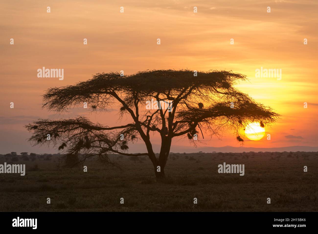 Ein Akazienbaum bei Sonnenuntergang. Ndutu, Ngorongoro Conservation Area, Tansania. Stockfoto