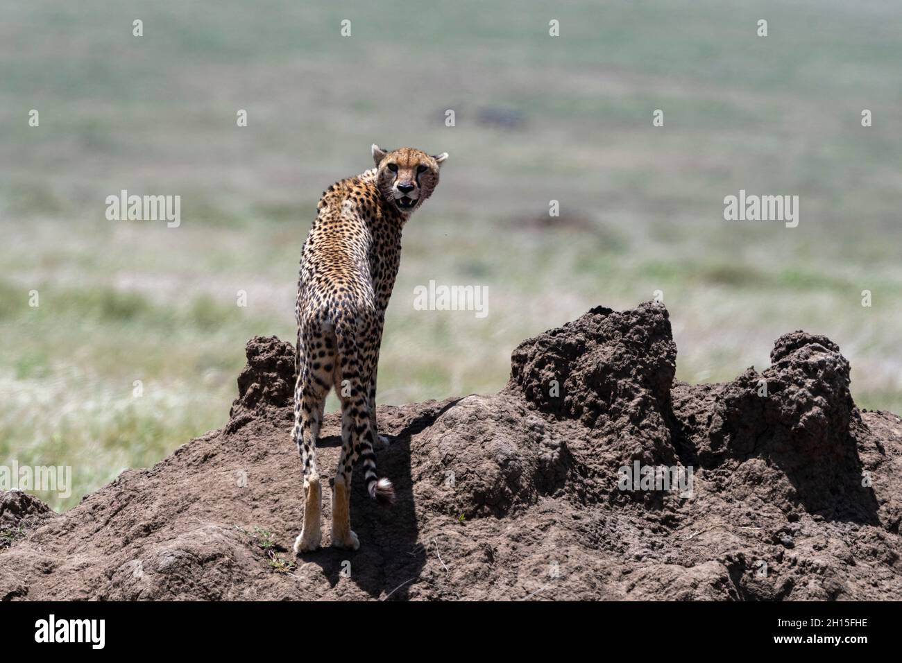 Ein weiblicher Gepard, Acynonix jubatus, auf einem Termitenhügel und schaute auf die Kamera. Seronera, Serengeti-Nationalpark, Tansania Stockfoto