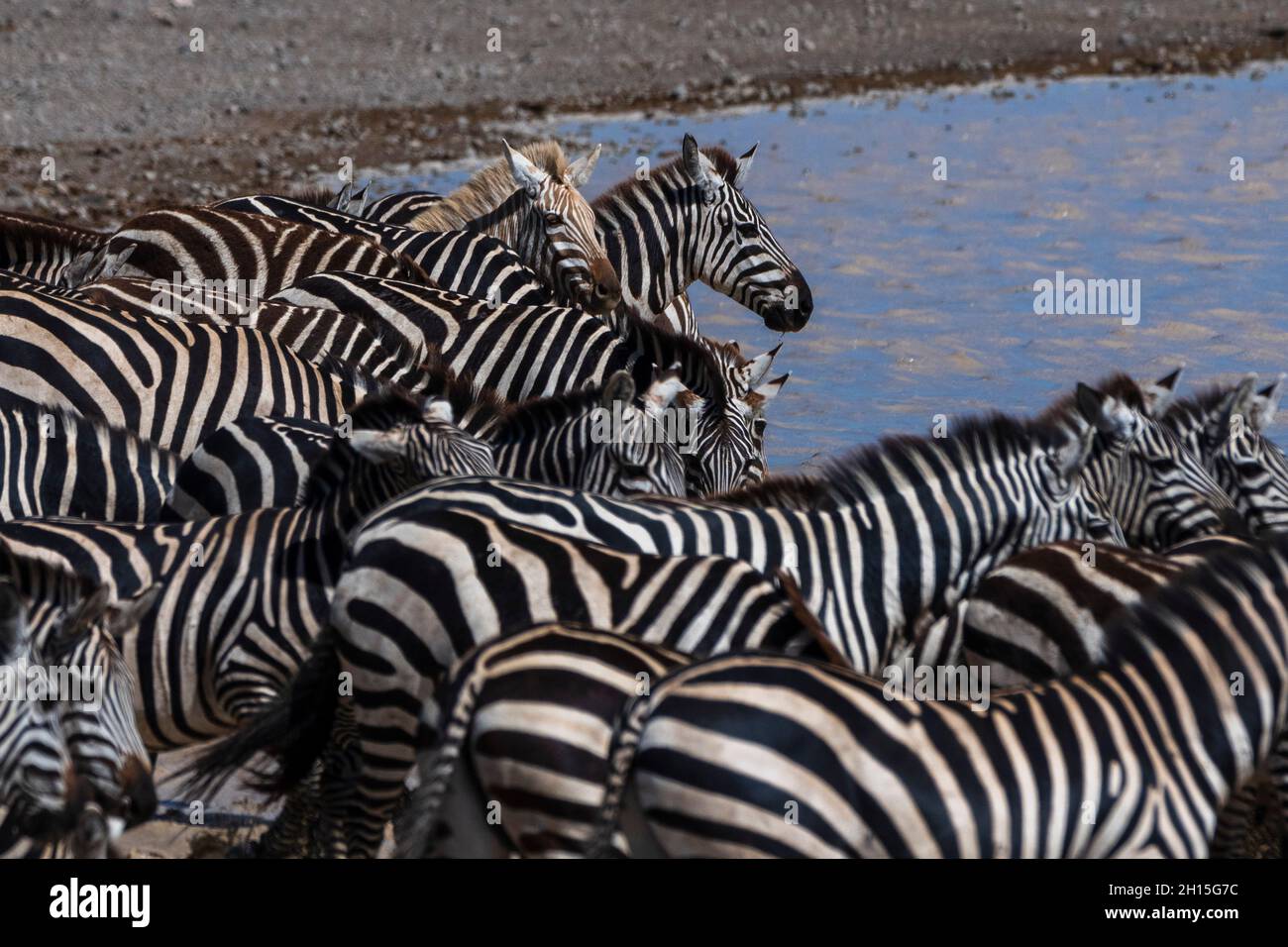 Seltene amelanistische Zebras (Equus quagga) im Hidden Valley, Ndutu, Ngorongoro Conservation Area, Serengeti, Tansania. Stockfoto