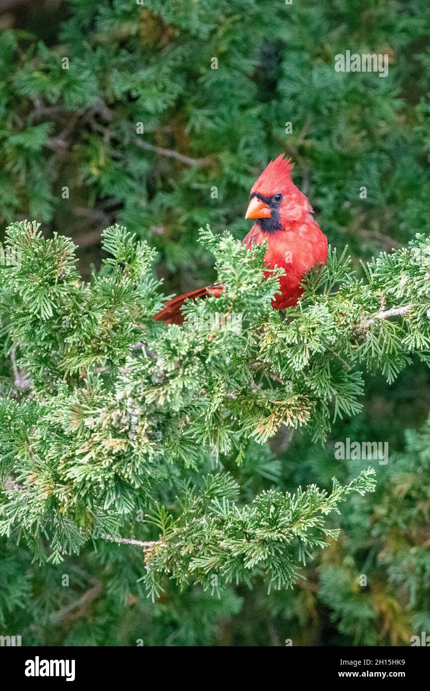 Nördlicher Kardinal - amerikanischer Kardinal - Cardinalis cardinalis in einer Kiefer - roter Vogel / singvögel auf einem Zweig thront Stockfoto