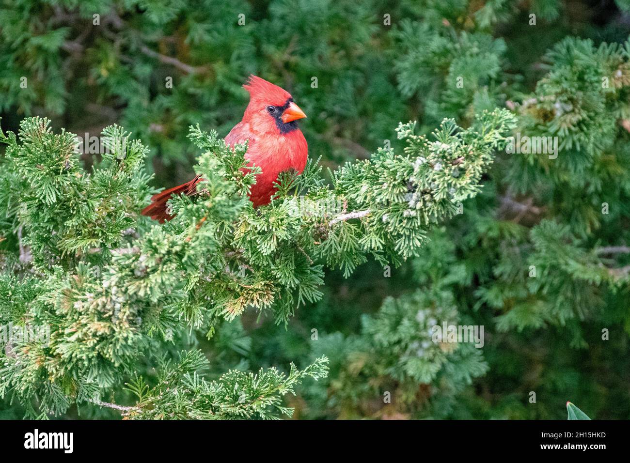 Nördlicher Kardinal - amerikanischer Kardinal - Cardinalis cardinalis in einer Kiefer - roter Vogel / singvögel auf einem Zweig thront Stockfoto