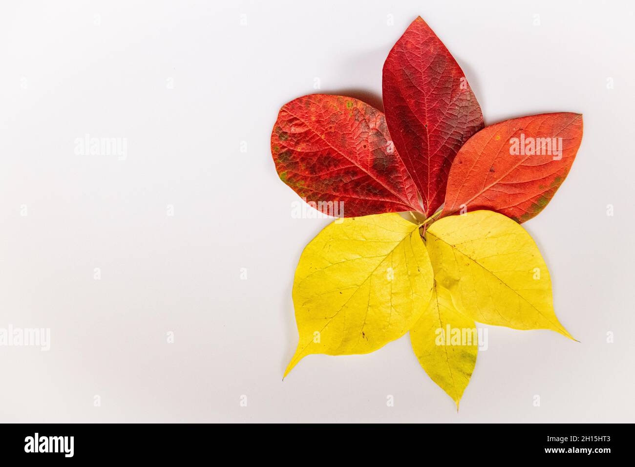 Herbstblätter - Bunte Herbstblätter auf weißem Hintergrund schneiden bunte Herbstblätter aus Stockfoto