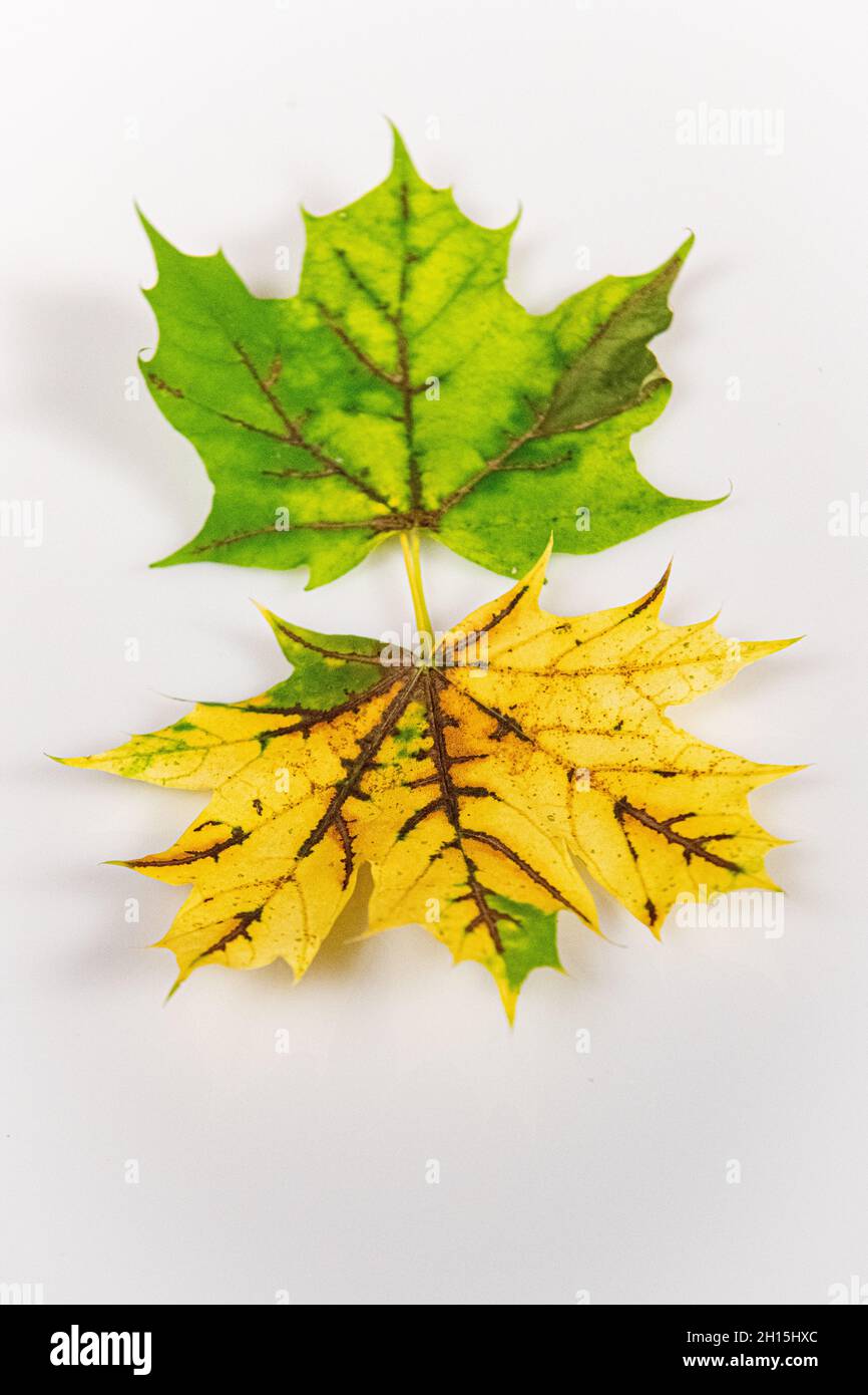 Herbstblätter - Bunte Herbstblätter auf weißem Hintergrund schneiden bunte Herbstblätter aus - Karotinoide enthüllt Stockfoto