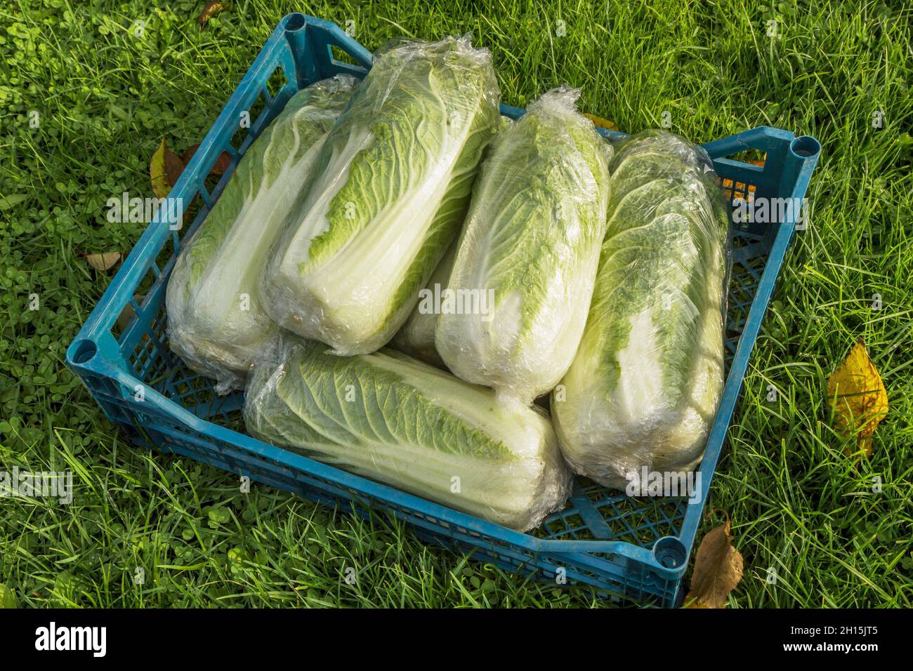 Peking Kohl Ernte, es ist auch Chinakohl, oder Petsai, oder Salat zusammengestellt und verpackt Stockfoto