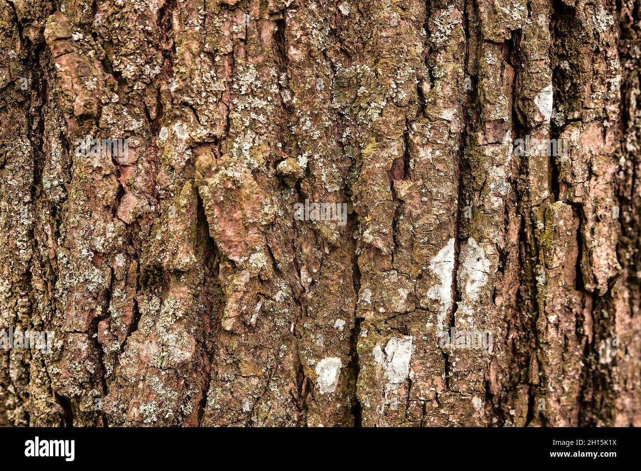Grunge Hintergrund der alten Linde Baumrinde Stockfoto