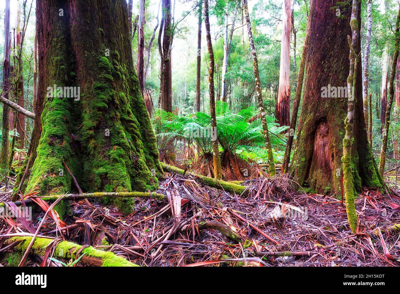 Riesige, hohe und dicke Gummibäume im Mt Field National Park von Tasmanien - immergrüner Regenwald. Stockfoto