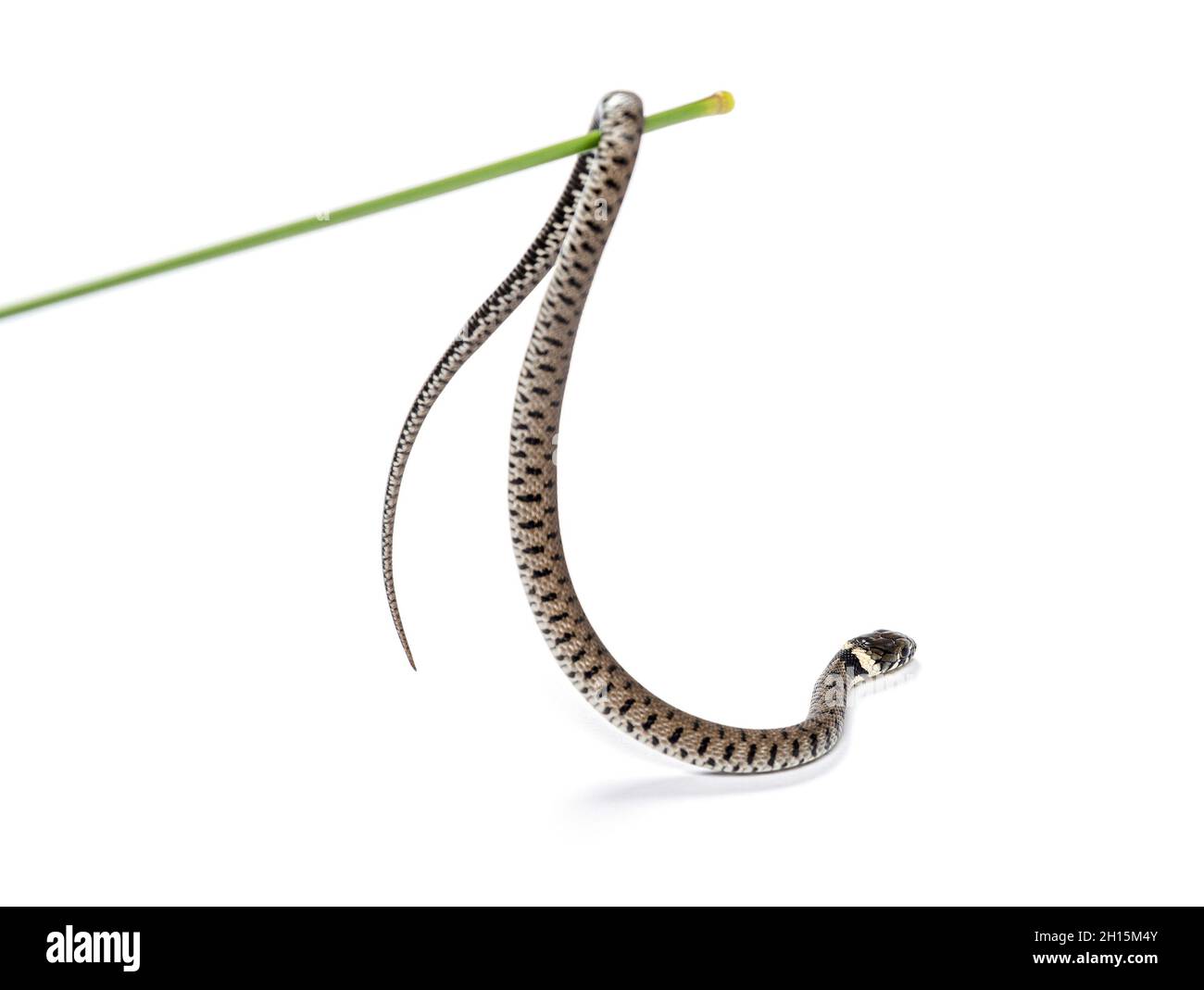 Kleine und junge Grassnatter, die an einem Grassstock hängt, Natrix natrix, isoliert auf Weiß Stockfoto