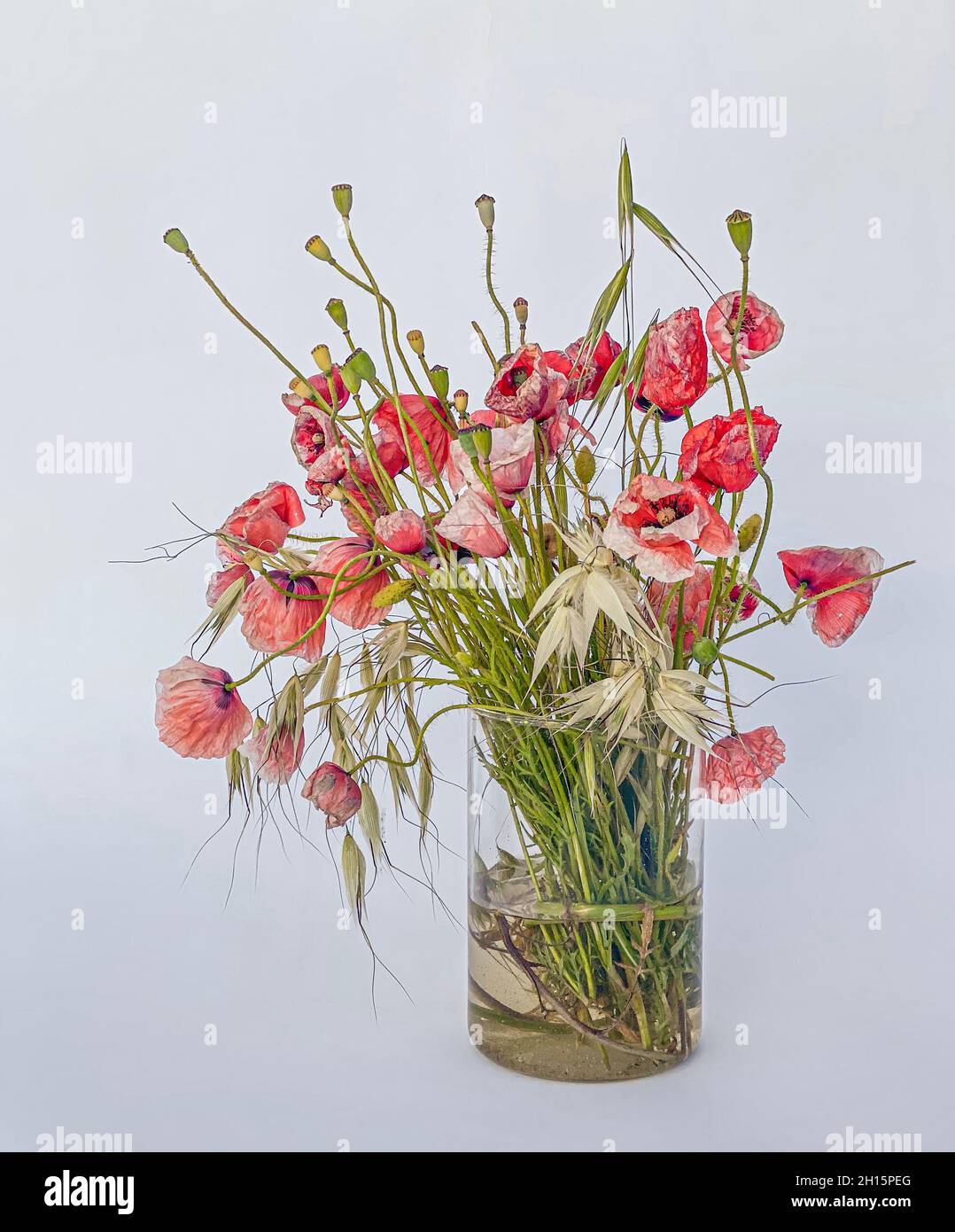 Gemischter Wildblumenstrauß, Gräser und Mohnblumen, in einer Glasvase. Stockfoto