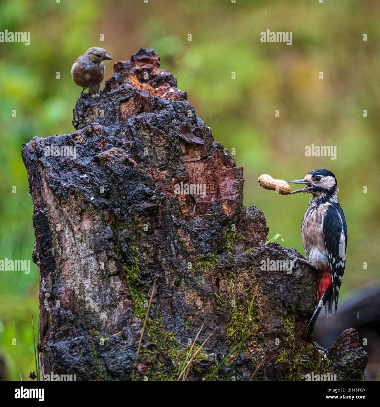 Morton Lochs, Tentsmuir National Nature Reserve, Fife, Schottland, Großbritannien, hat einen gefleckten Buntspecht mit Erdnüssen beobachtet, die von einem Buchfinken beobachtet werden Stockfoto