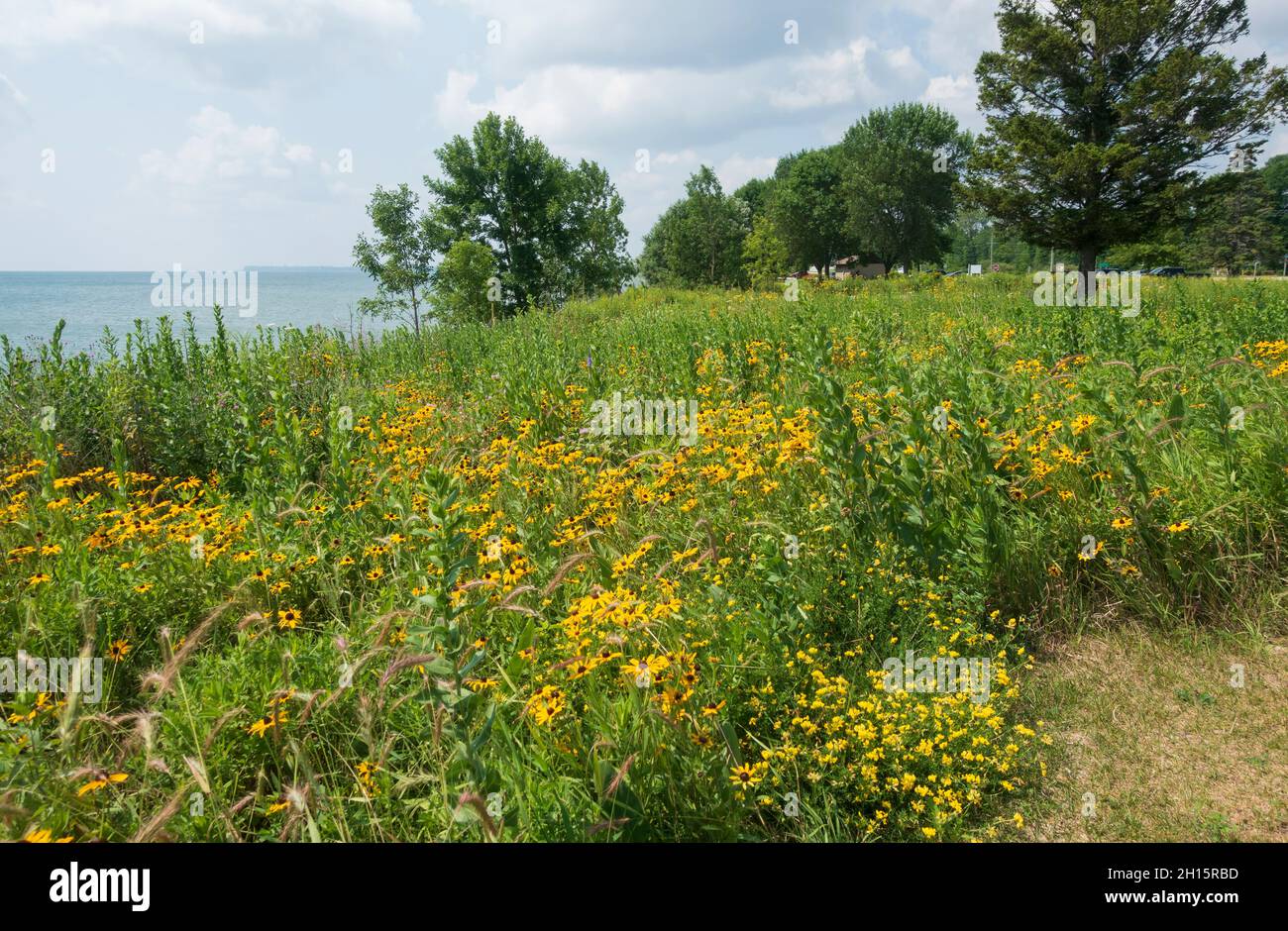 Wiese mit Wildblumen auf dem Mariners Trail, Manitowoc und Two Flowers, Wisconsin Stockfoto
