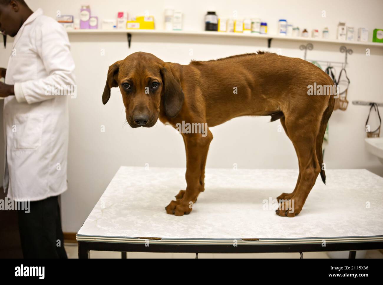 Sehr kranker Hund beim Tierarzt, afrikanischer Arzt im Hintergrund und Medizin Stockfoto