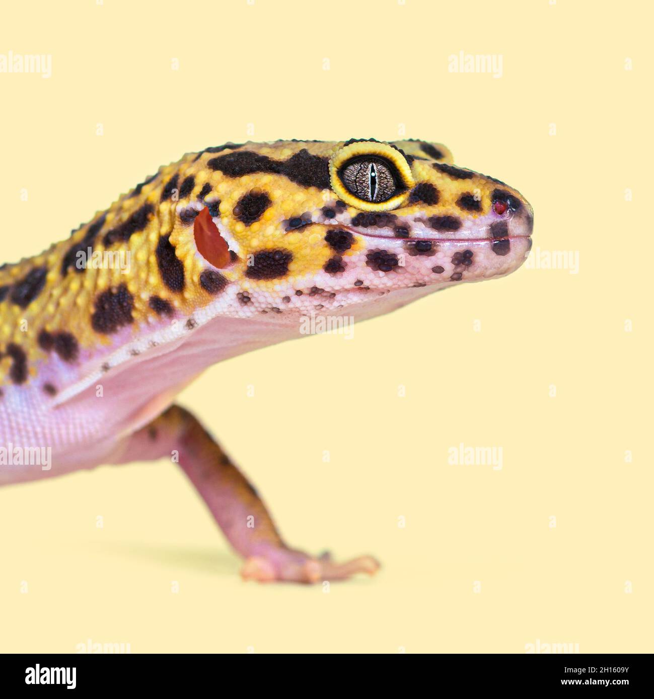 Kopfaufnahme eines Leoparden-Geckos auf cremefarbenem Hintergrund Stockfoto