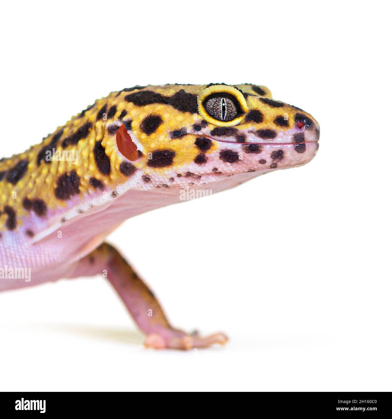 Seitenansicht Kopfaufnahme eines Leopardengeckos, isoliert auf Weiß Stockfoto