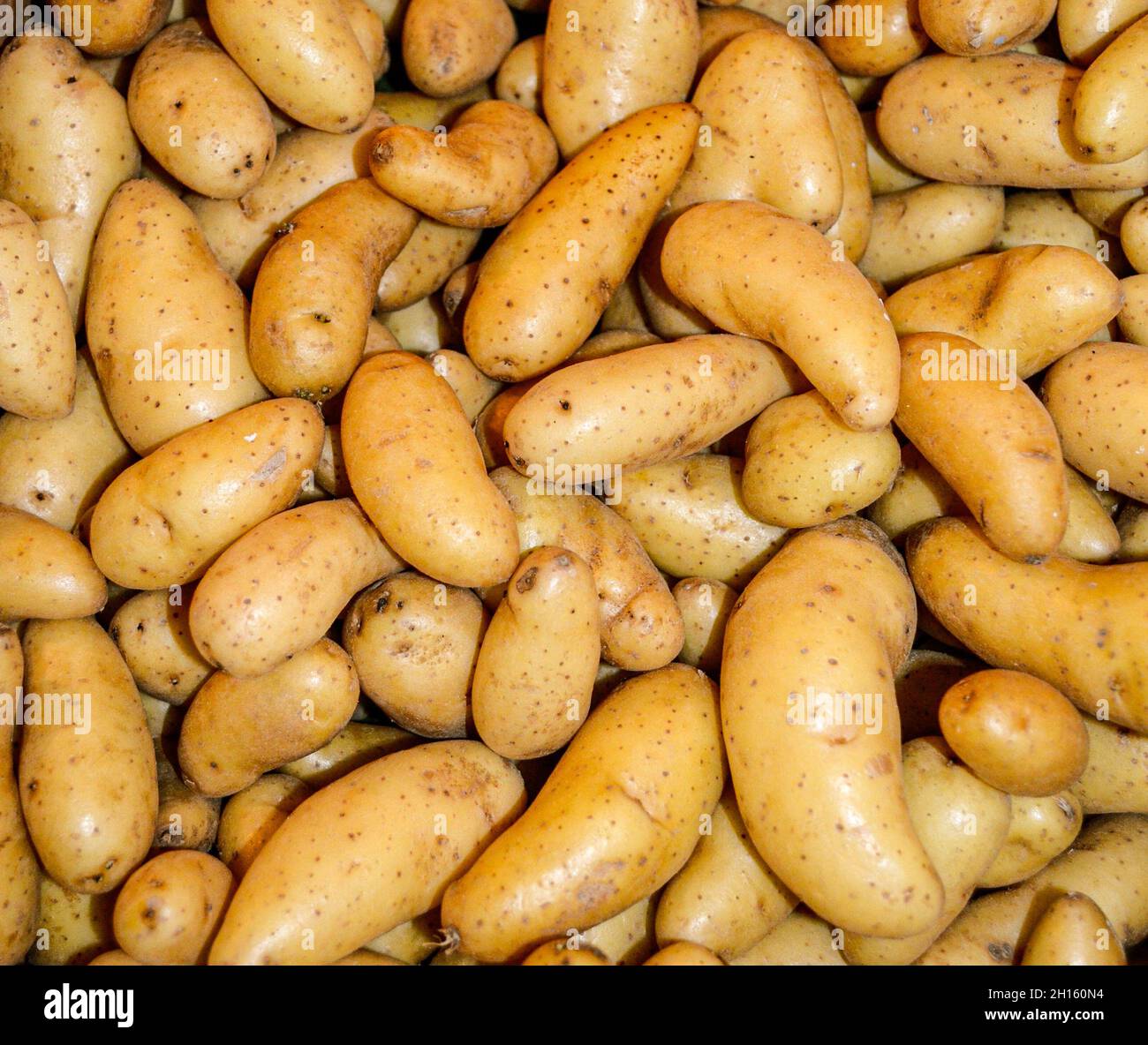 Yukon Gold Fingerling Kartoffeln zum Verkauf an einem lokalen farmstand. Stockfoto