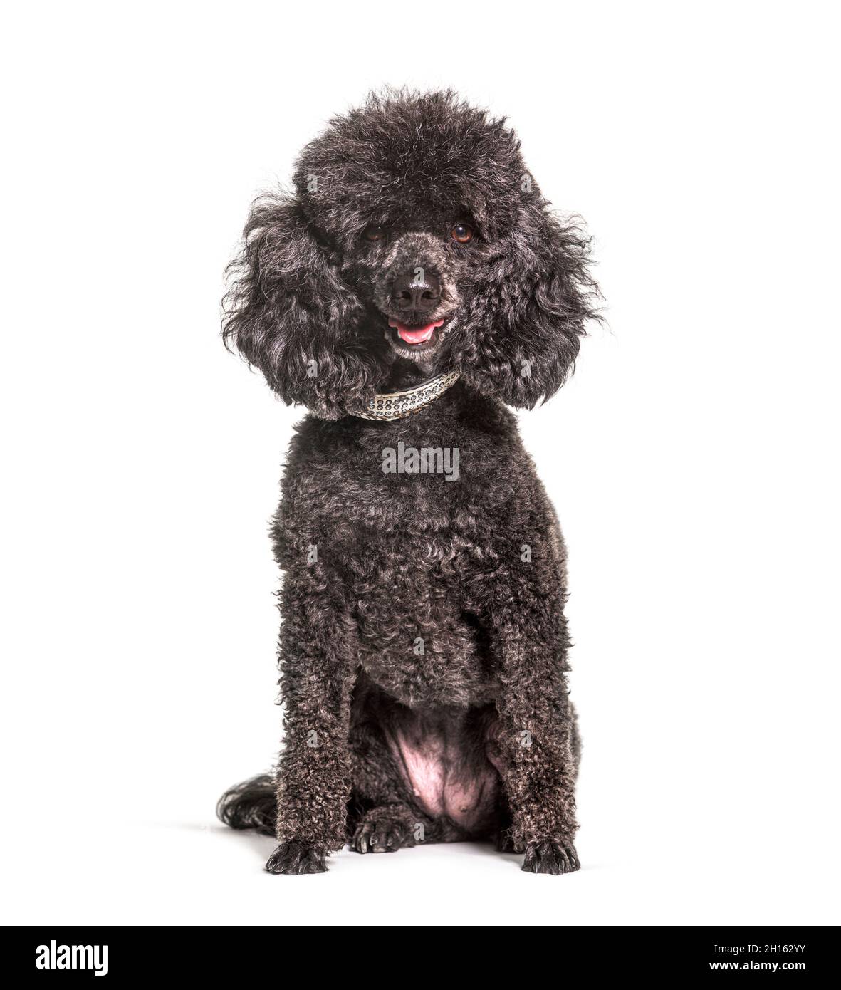 Schwarzer alter Pudelhund, isoliert Stockfoto