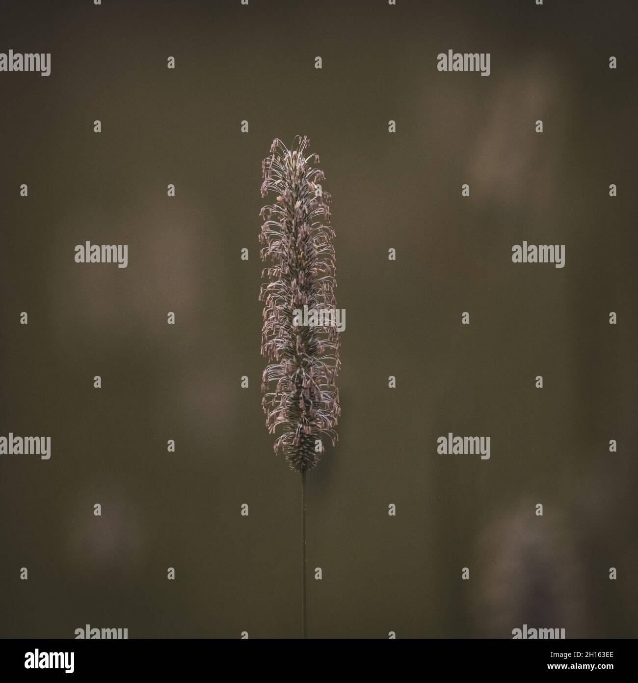 Einzelblatt von Timothy Grass mit selektivem Fokus im Yellowstone National Park Stockfoto