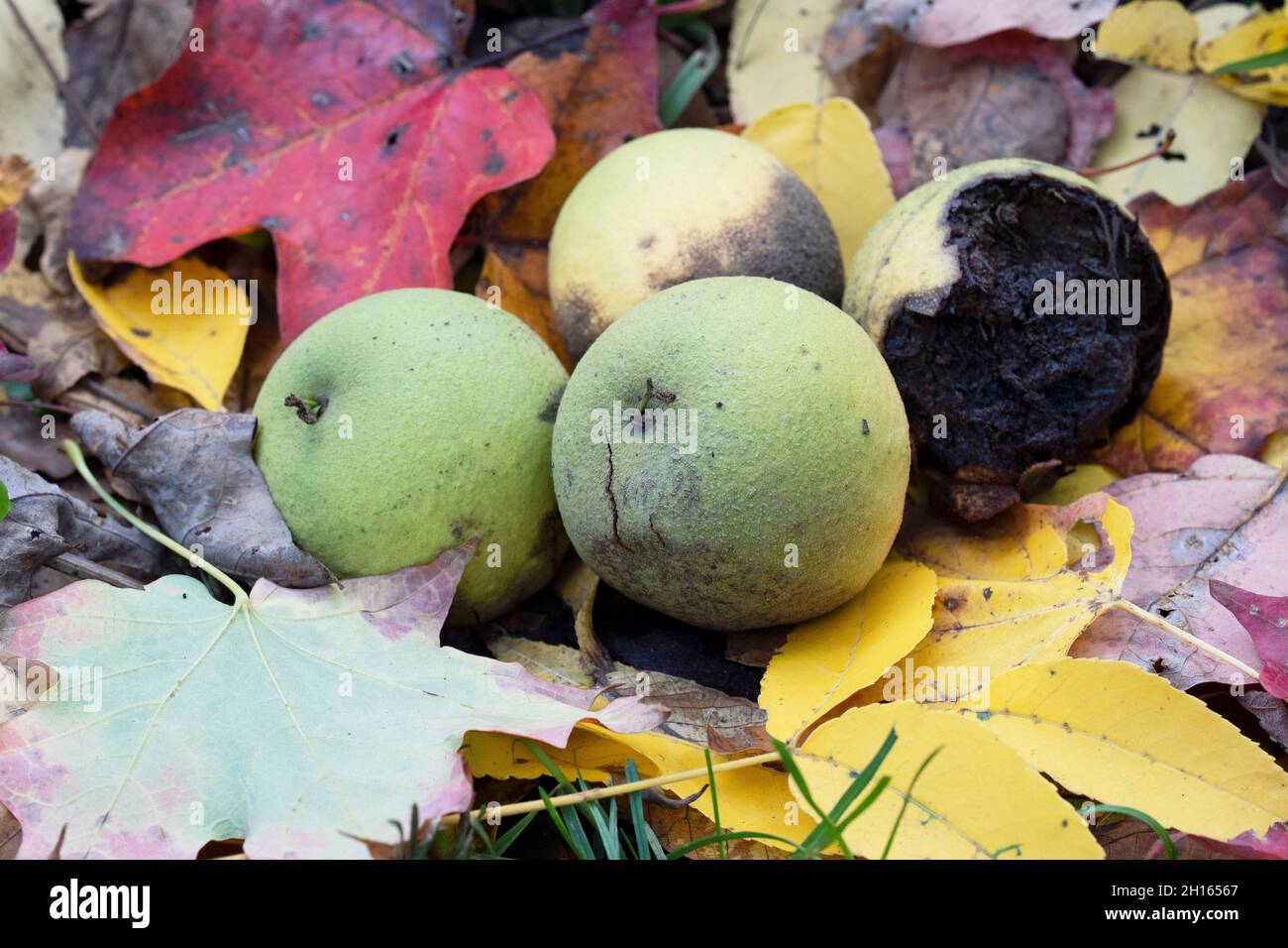 Schwarze Walnussfrucht (Juglans nigra) Stockfoto