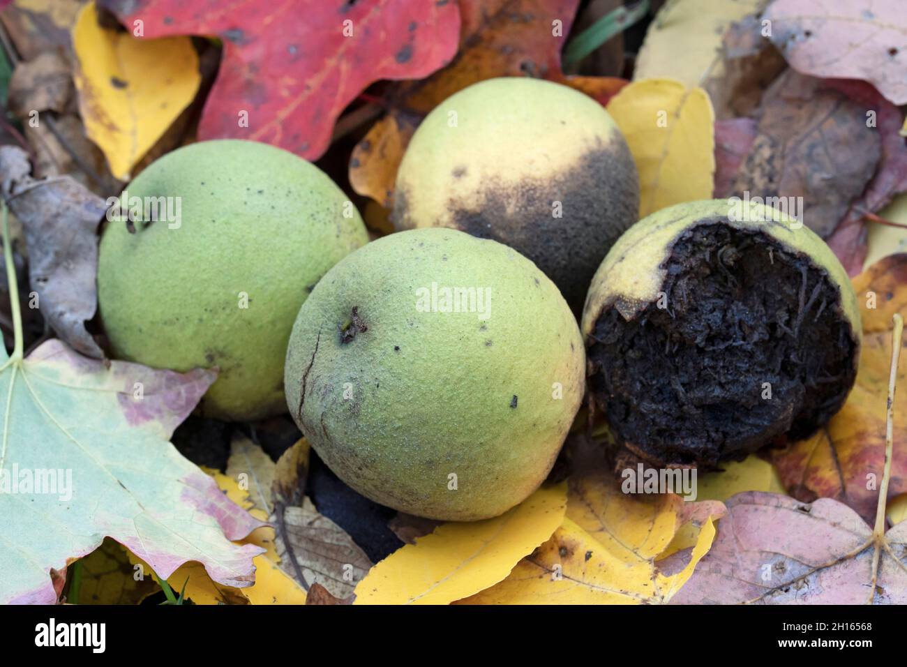 Schwarze Walnussfrucht (Juglans nigra) Stockfoto