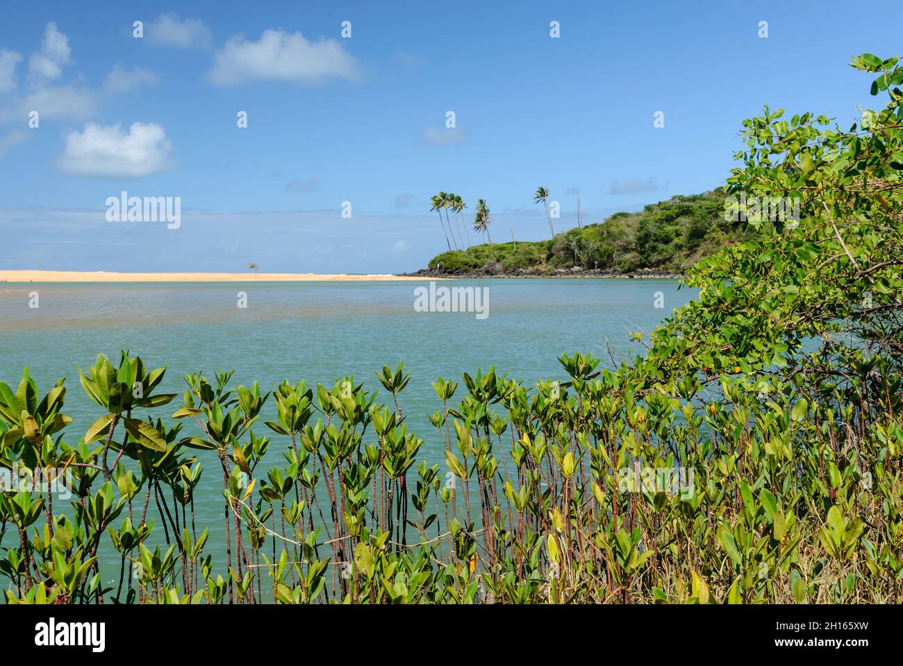 Mangrove am Barra de Camaratuba Beach, in der Nähe von Joao Pessoa, Paraiba, Brasilien am 1. April 2007. Stockfoto