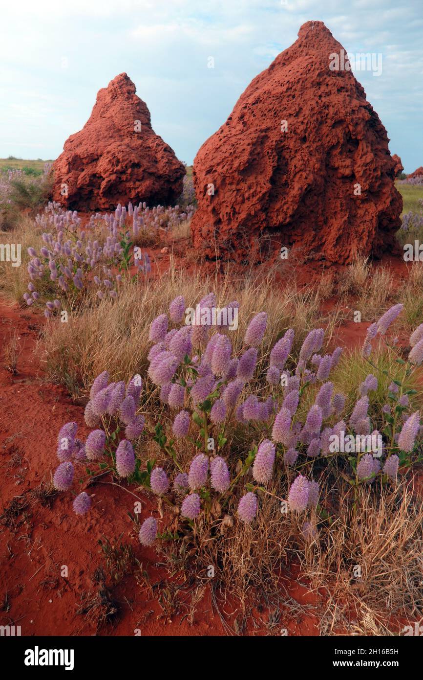 Termitenhügel zwischen Ptilotus nobilis-Blumen, in der Nähe von Onslow, Westaustralien Stockfoto