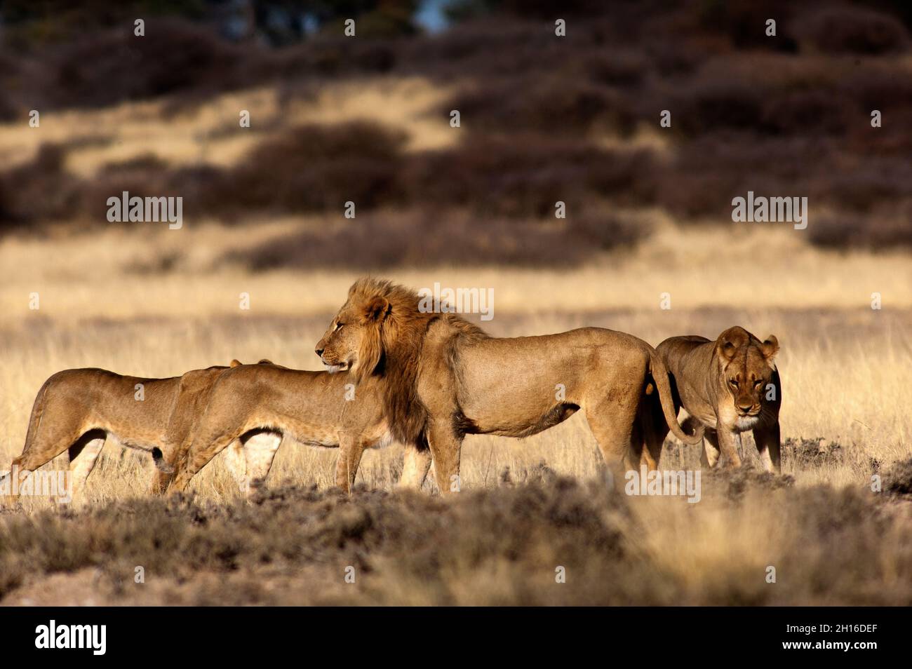 Der Stolz der Löwen auf der Freigelände in Mpayathutlwa Pan, Mabuasehube, Kgalagadi Transfontier Park, Botswana Stockfoto Der Stolz der Löwen auf der Freigelände in Mpayathutlwa Pan, Mabuasehube, Kgalagadi Transfontier Park, Botswana Stockfoto