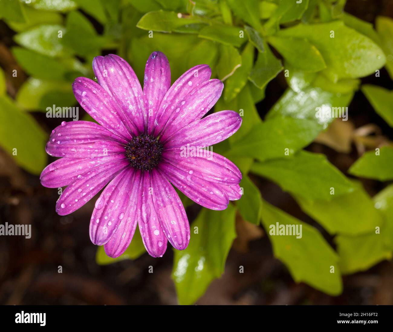 Lebhafte violette Blume von Osteospermum, African / Cape Daisy, mit Regentropfen auf Blütenblättern und Hintergrund von leuchtend grünen Blättern, in Australien Stockfoto