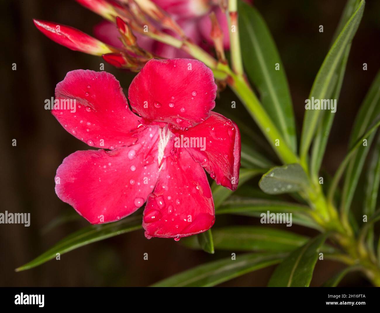Lebhaft rote Blüte, Knospen und grüne Blätter von Nerium Oleander 'Monrovia Red', einem immergrünen Strauch mit giftigem saft, auf dunklem Grund, in Australien Stockfoto
