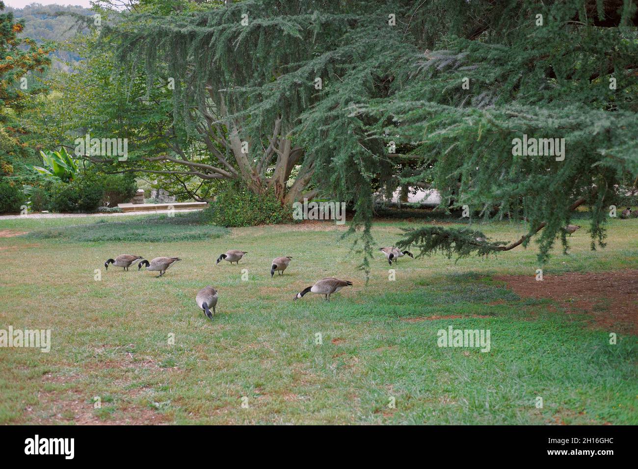 Gänse grasen entlang des Maymont Estate in Richmond, Virginia. Stockfoto