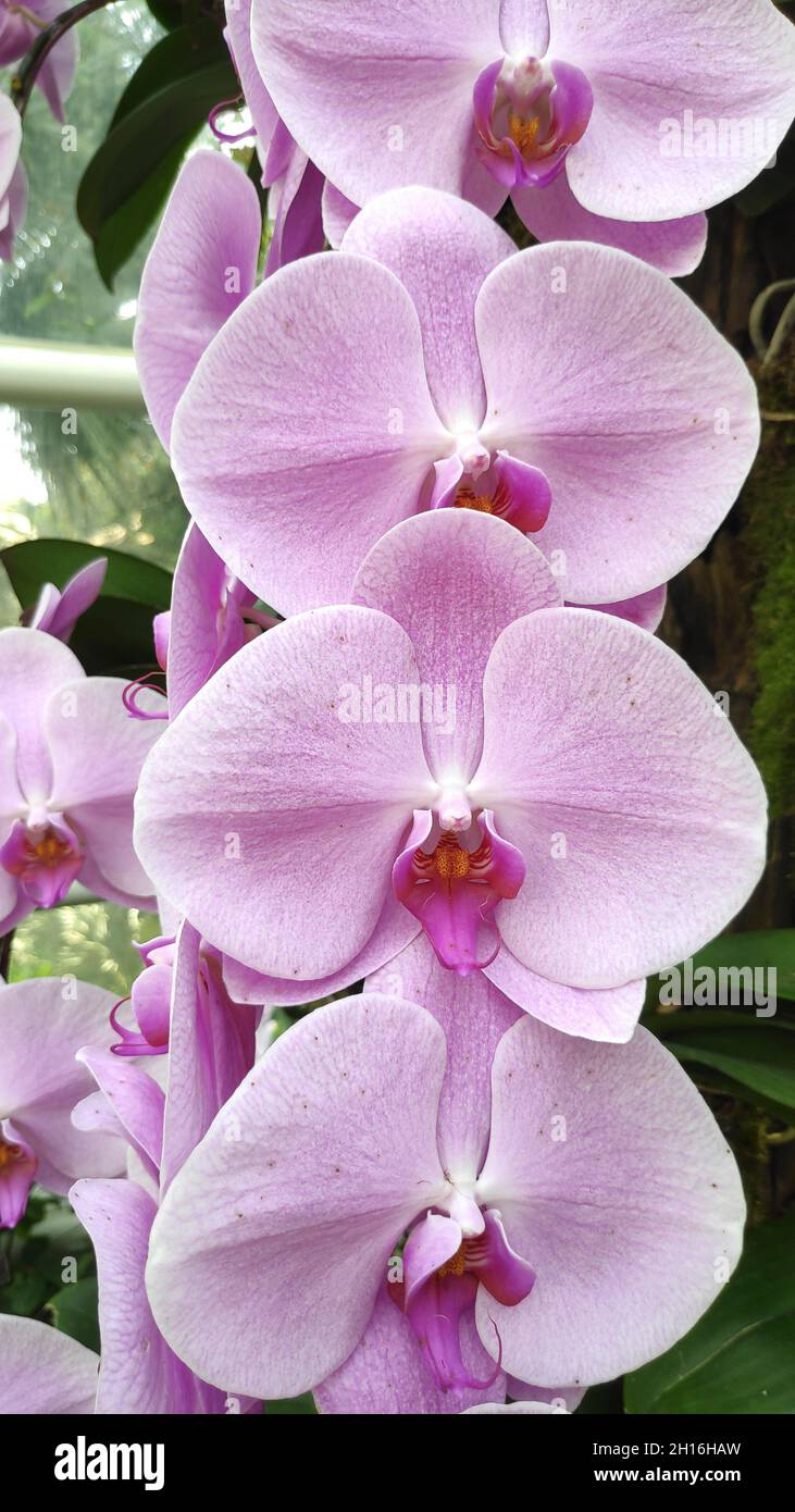 Landschaftlich schöne Orchideen vom National Orchid Garden in Singapur Stockfoto