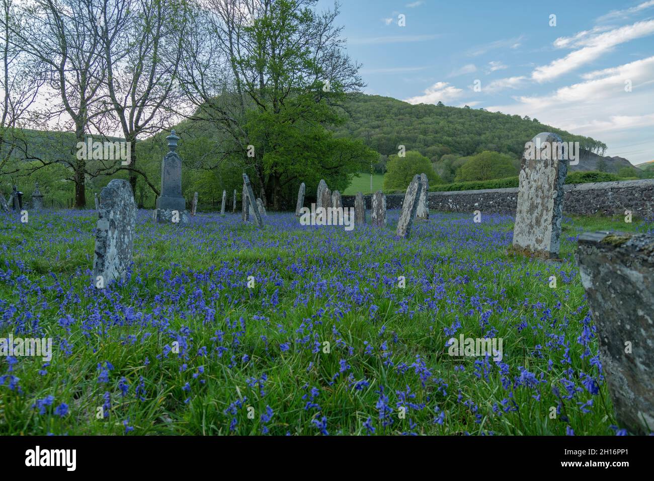 Messe der Bluegells auf dem ländlichen Kirchhof: St. Paulinus Church, Ystradffin, Carmarthenshire, Wales. Stockfoto