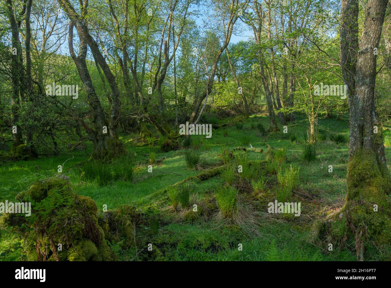Wet Alder carr Woodland in Gwenffrwd-Dinas, RSPB Reserve, Carmarthenshire, Wales Stockfoto