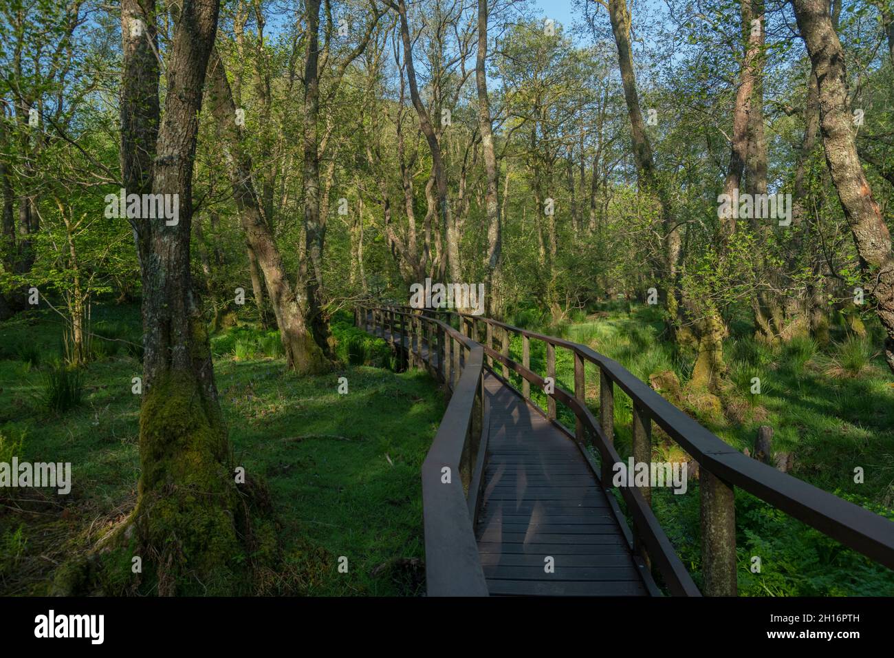 Wet Alder carr Woodland in Gwenffrwd-Dinas, RSPB Reserve, Carmarthenshire, Wales Stockfoto