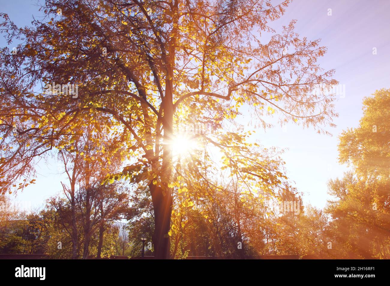 Sonnenstrahl Licht über Baum, natürlicher Hintergrund Stockfoto