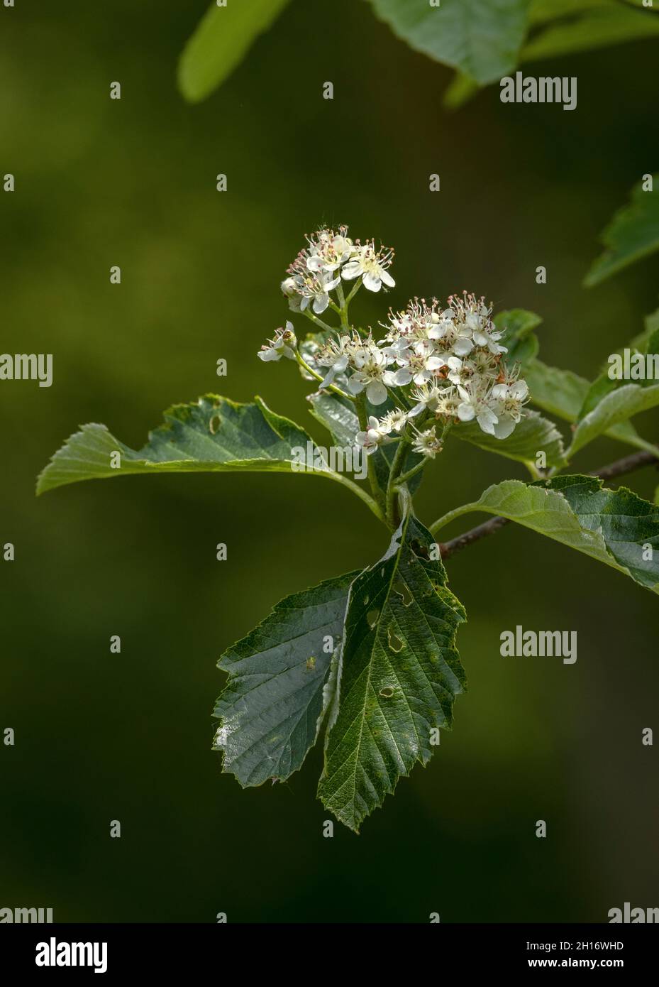 Bristol Whitebeam, Sorbus borstoliensis, blühend; endemisch in der Bristol Gorge. Stockfoto