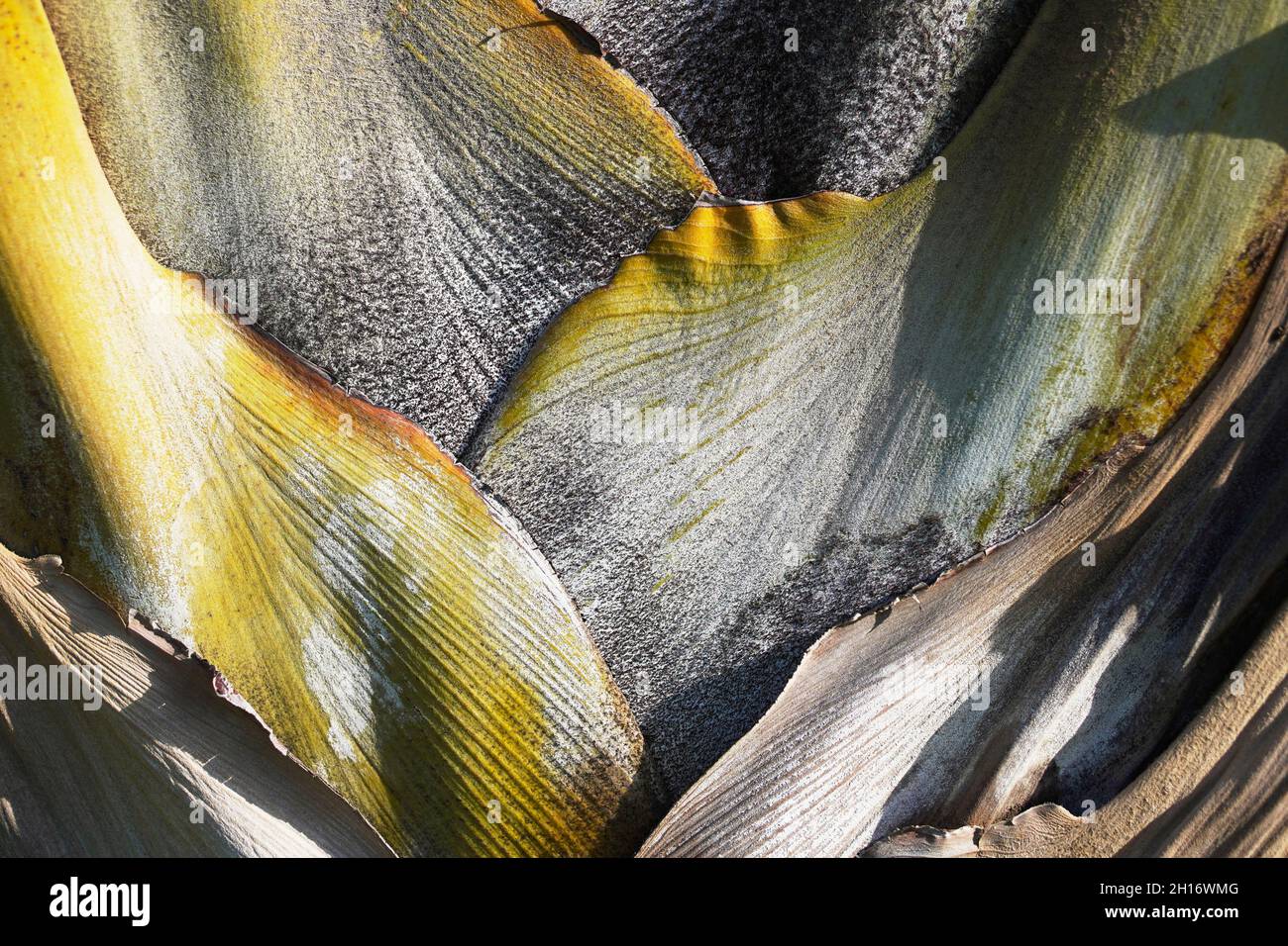 Nahaufnahme der Palmen. Rumpfstruktur. Geflochtenes Muster von Palmenbaum trank. Stockfoto