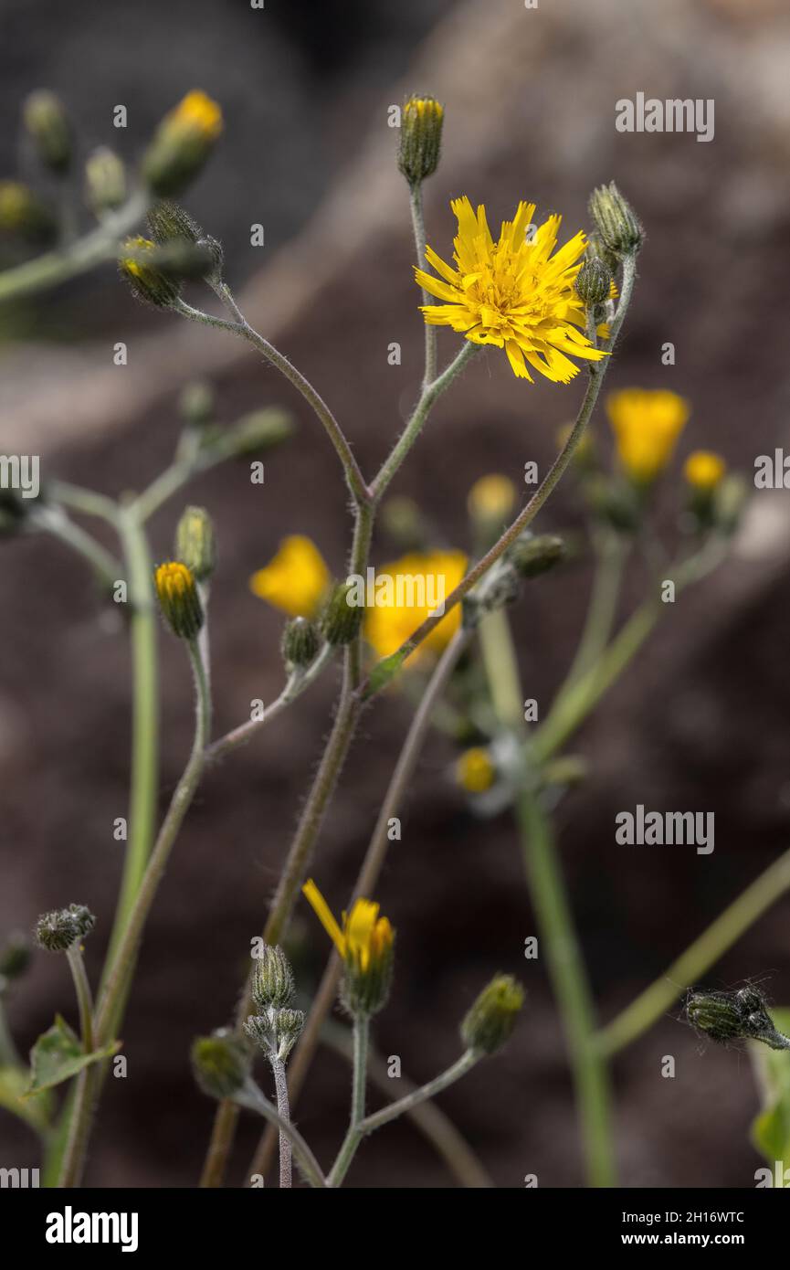 Die Schneeglöckchen, Hieracium snowdoniense, in Blüte. Seltene walisische endemische Art. Stockfoto