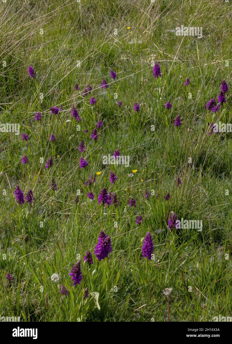 Südliche Sumpforchideen, Dactylorhiza praetermissa, auf feuchter Weide, West Wales. Stockfoto