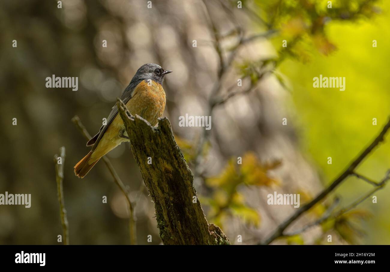 Männchen Rotkiefer, Phoenicurus phoenicurus, in Eiche mit Nistloch thront. Wales. Stockfoto