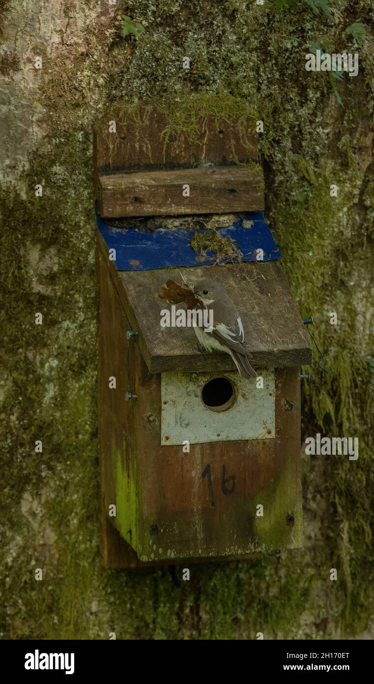 Weiblicher Rattenschnepper, Ficedula hypoleuca, mit Nestmaterial, an seinem Nistkasten im Gwenffrwd-Dinas Reservat, Mid-Wales. Stockfoto